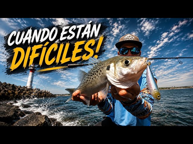 SO MANY FISH! These lures ACTUALLY WORKED🔥Testing a VERY SPECIAL rod