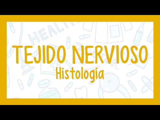 TEJIDO NERVIOSO| ¡Fácil explicación! (Histología)