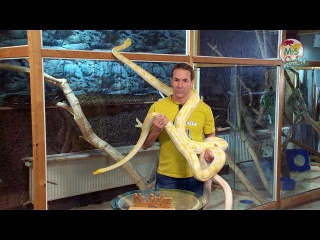 Reptil.TV - Episode 36 - Giant Snakes - Part 1 - Pythons