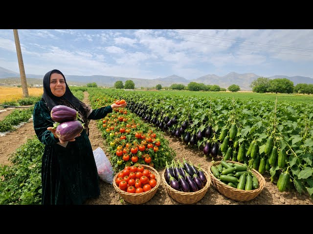 🌿🍅 Soghra's Organic Harvest! Tomatoes, Cucumbers, Eggplants & Watermelons | Real Nomadic Life