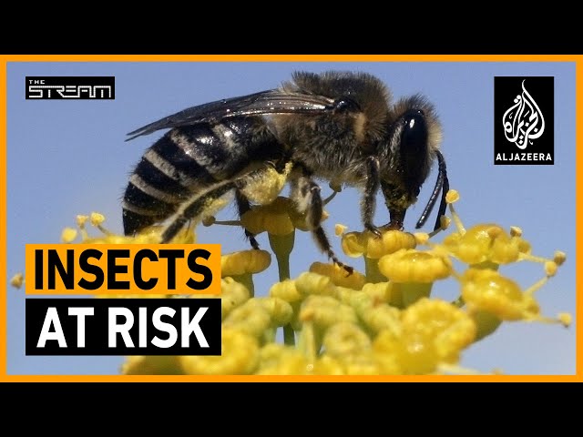 🦋 What will it take to save the world's insects? | The Stream