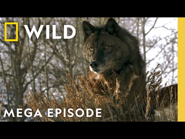 Tracking Yellowstone's Animal Kingdom | Wild Yellowstone MEGA Episode | Nat Geo Animals