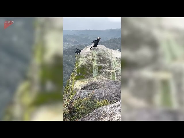 Andean Condor Lands On Mountain - 1436646