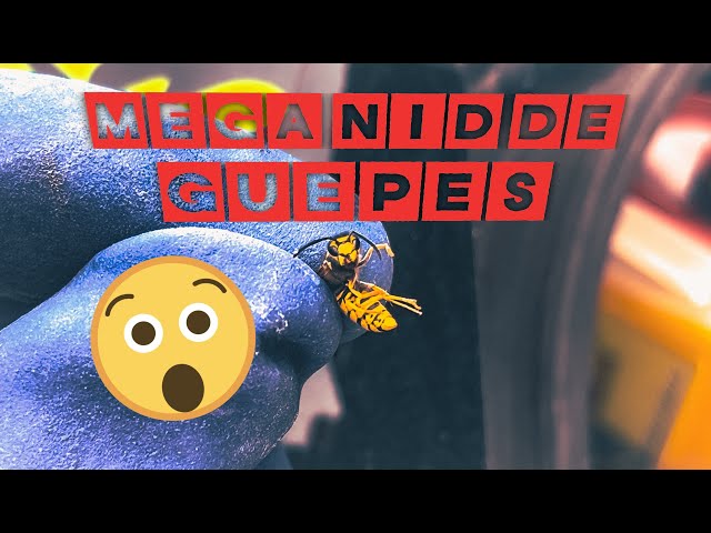 Grosse Attaque de Guêpes voir pire que des Frelons !!!