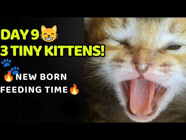 🔴 LIVE — Day 9 with Mittu & Her 3 Tiny Kittens! 🐱🐱🐱❤️