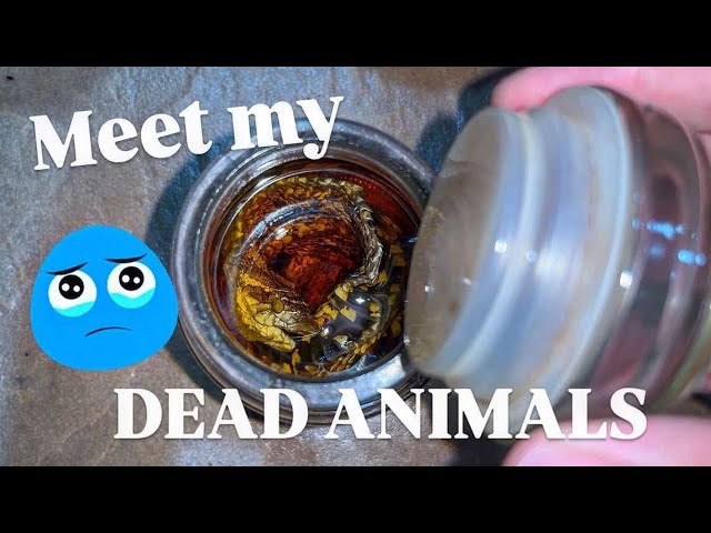 Meet my D3AD animals !!! (You did not read that wrong)