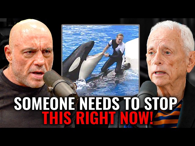 These Orcas Are Killing Their Trainers.. And It’s on Film | Joe Rogan