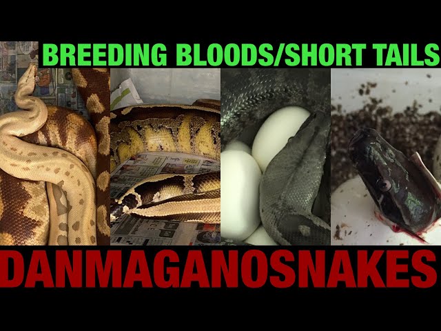 Episode 90: Breeding Blood pythons and short tail pythons.