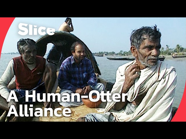 The Otter Fishermen of Bangladesh’s Wild Mangroves | SLICE | FULL DOC