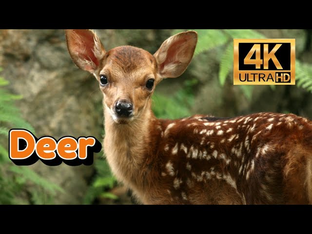 Deer 4K
