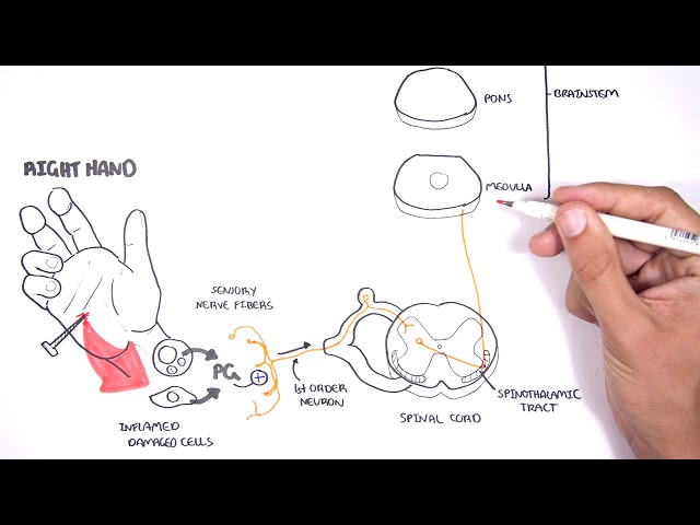 PAIN! Physiology - The Ascending Pathway, Descending Pain Pathway and the Substantia Gelatinosa