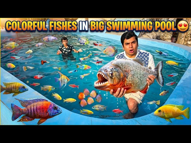 Swimming Pool Ko Colorfull fishes Sy Bhar Dia 😍