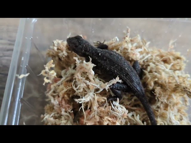 Neue Reptilien ziehen ein! Pinkbauch-Stachelleguane (Interaquaristik) 💛 | 🐍 Viking Reptiles