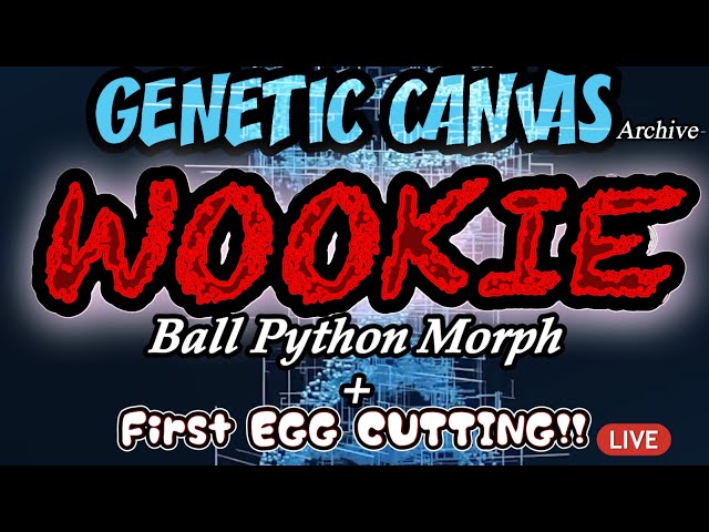 GENETIC CANVAS- WOOKIE BALL PYTHON MORPH! ft. Our first EGG 🐍🥚CUTTING w/ RIGHTEOUS REPTILES!! 