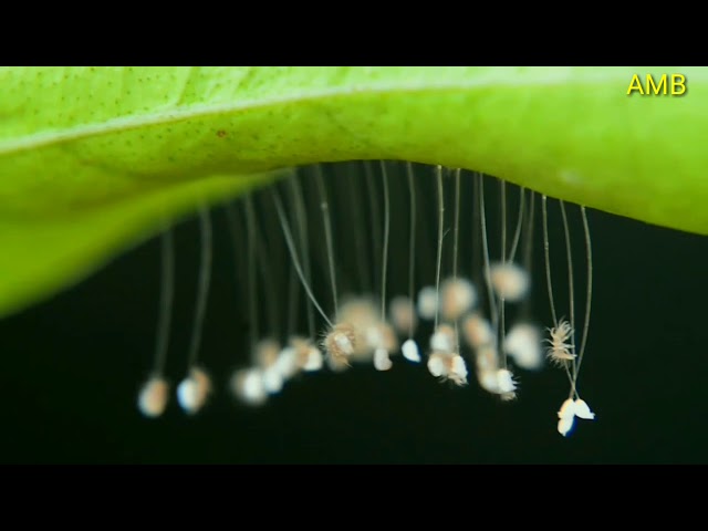 Hatching of Lace-worm eggs