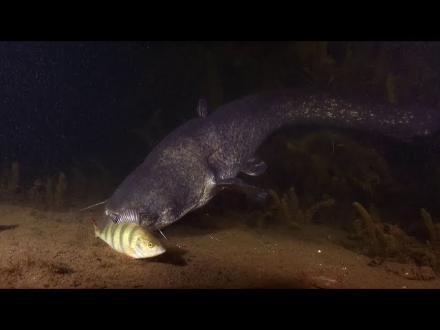 Catfish missing prey - rare underwater footage