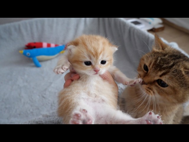 Here’s the mom cat who thought her kitten had been taken even though I was just holding it…