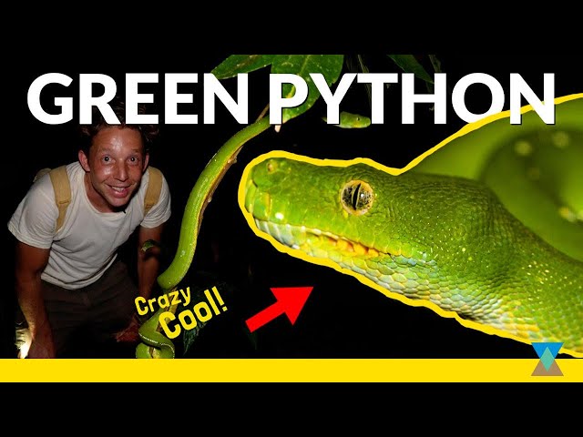 The Snake You Won't Believe is Real! ft. Green Python