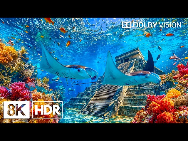 Coral Reef Aquarium | Vibrant Ocean Life in 8K HDR | Dolby Vision™