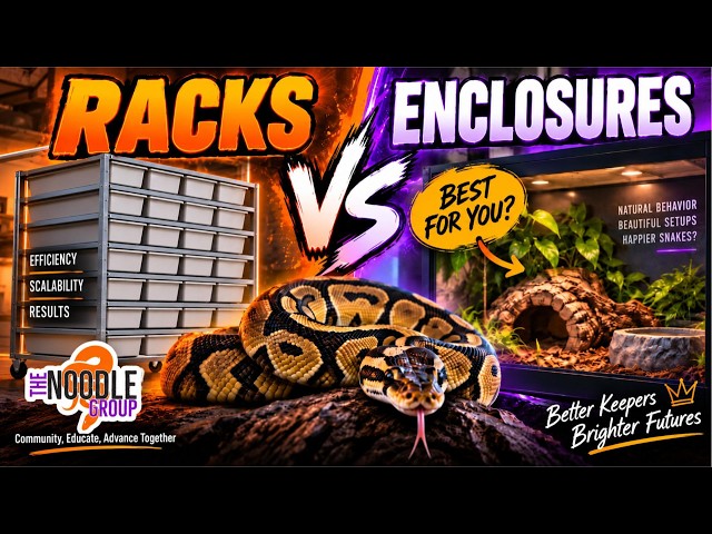 Ball Python Racks vs Enclosures: Which Is Actually Better for YOU?