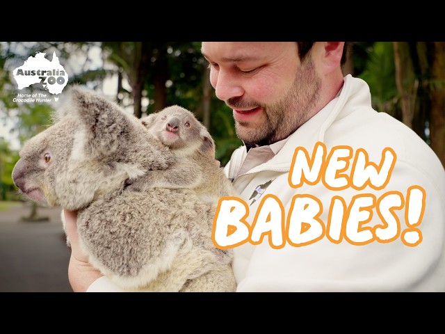 New Koala Babies! | Australia Zoo