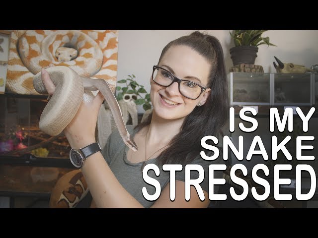 IS MY SNAKE STRESSED? (Preventing and treating)