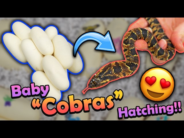 Baby False Water Cobras Hatching!!