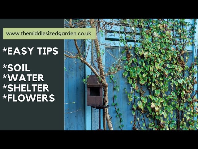 Easy, low maintenance wildlife garden tips - for a beautiful wild garden