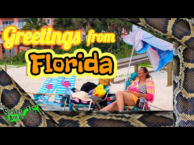 Finding Burmese Pythons in Florida!