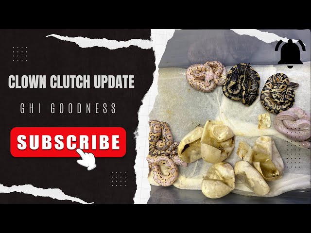 CLOWN CLUTCH UPDATE🔥