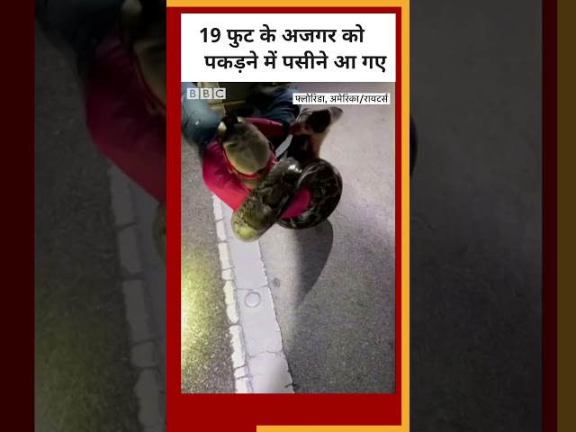 Longest Python: 19 फुट लंबे अजगर को पकड़ने में पसीने छूट गए #shorts #python