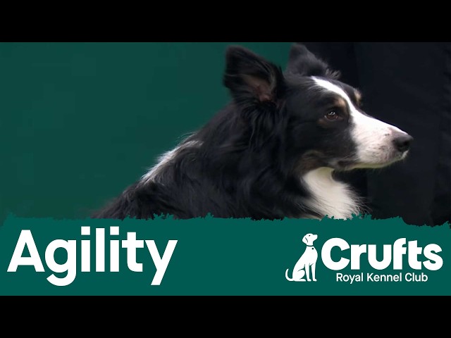 International Invitation – Large (Agility) | Crufts 2026