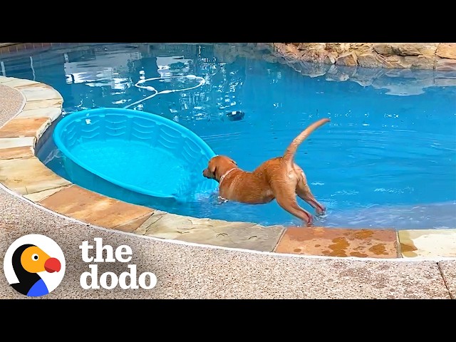 Lab Turns Her Kiddie Pool Into A Boat So Her Family Gets Her A Real One | The Dodo