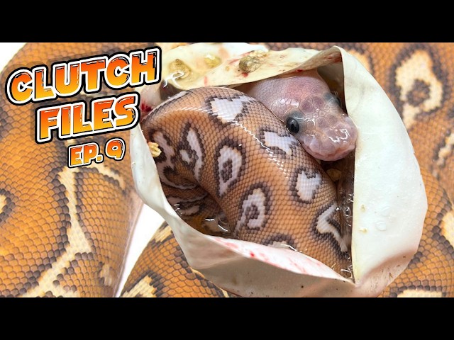 Clutch Files Ep.9 : Cypress POMPEII, Scrambler Clowns & Allelic Hypo Clowns