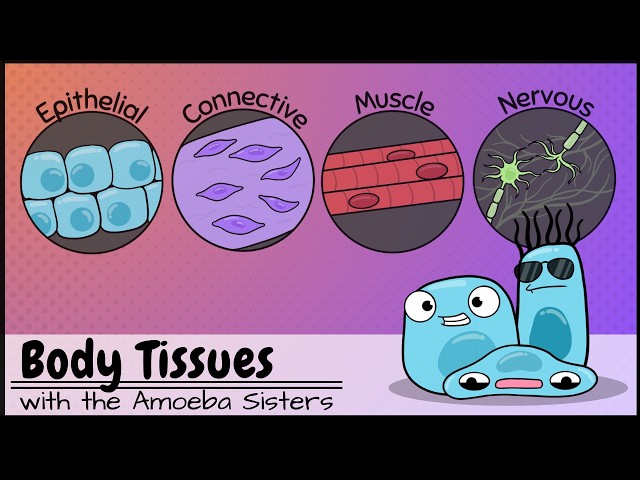 Body Tissues (the 4 Types)