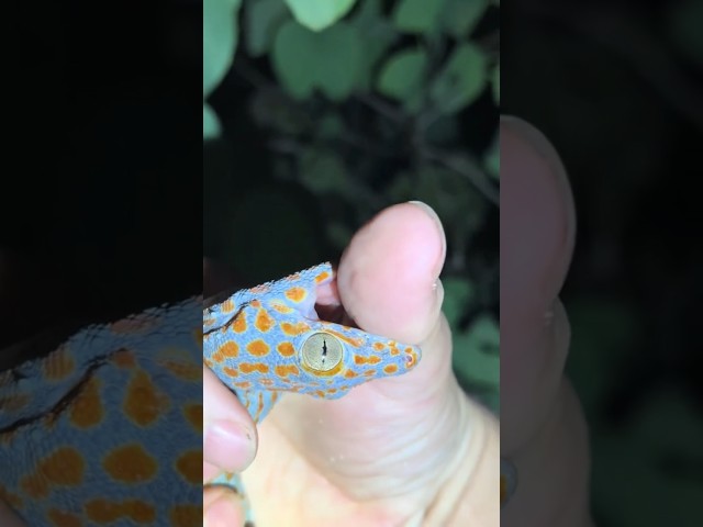 ￼ That 20 foot python is scared! #snake#wildlife#animals#youtubeshorts#alligator#python