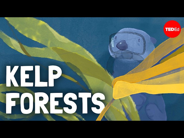 The gigantic forests you won’t find on land - Luka Seamus Wright and Salomé Buglass