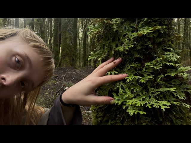 ASMR textures in the forest