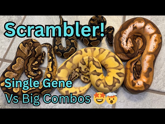 Scrambler Gene Full Breakdown!
