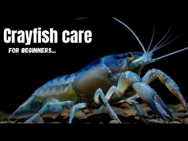 Crayfish Care 101: Expert Tips for Beginners
