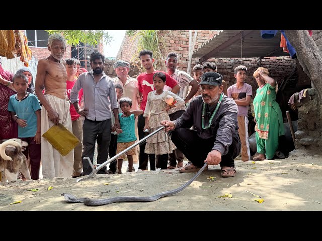 This angry cobra hid in the cow dung cakes, see how we rescued it | Indian Spectacled Cobra Rescue