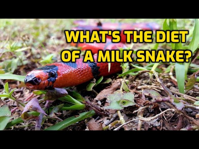 What's The Diet Of A Milk Snake?