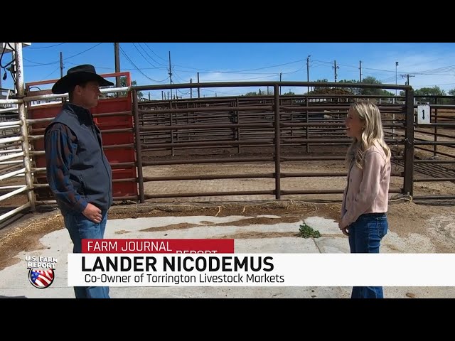 Drought & Wildfires Force Ranchers to Sell Cattle Early