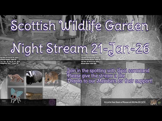 LIVE 🔴 Bird Feeders, Wildlife Cameras Scotland UK from Scottish Wildlife Garden
