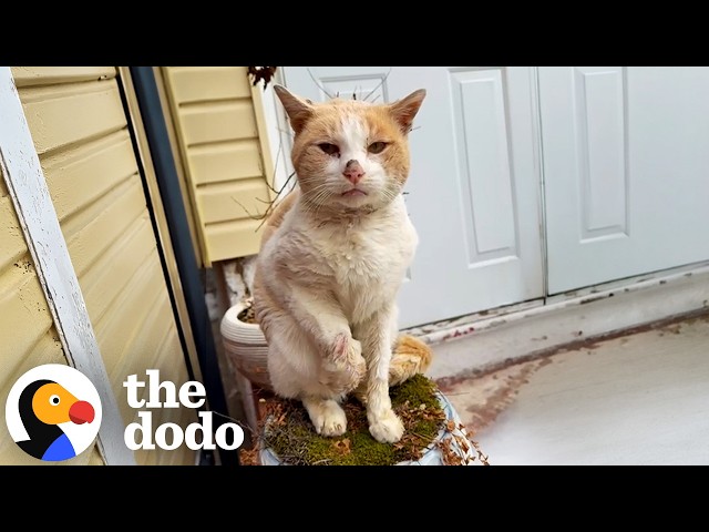 Cat Found Crying Alone In The Snow Finally Gets His Happy Ending | The Dodo