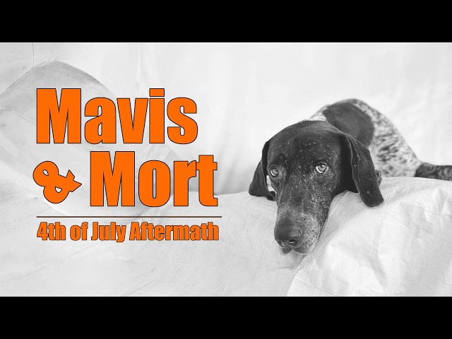 Two German Shorthaired Pointers Needed Help After July 4th