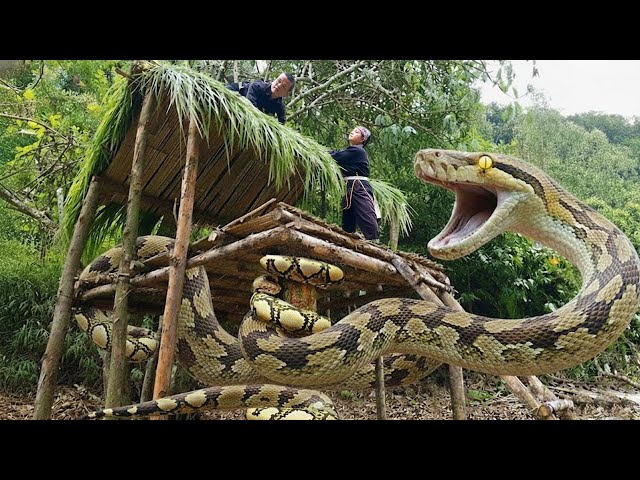 Terrifying Giant Python Attack Near Remote Hut | Dwarf Family in Deadly Danger