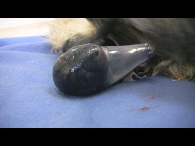 Cairn Terrier's 2nd Puppy Birth (in HD)