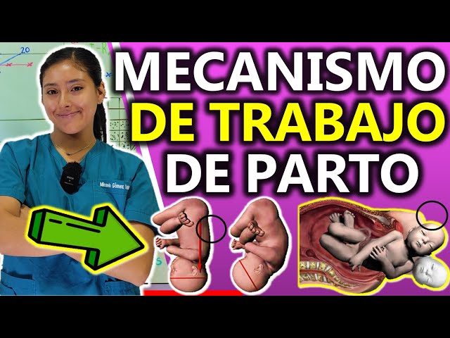 6-STAGE LABOR MECHANISM | GuiaMed