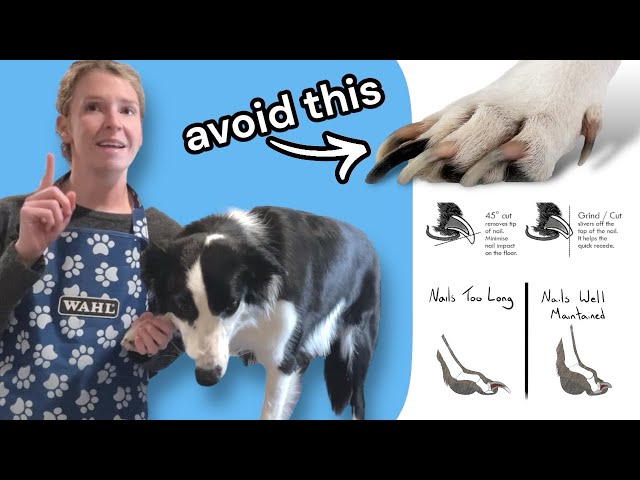 Receding Your Dog's Quicks Safely & Effectively: Groomers Tips for Success!